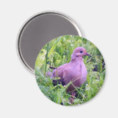 Aimant La colombe en deuil (Recto/Verso)