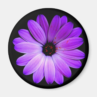 Aimant La couleur violette.