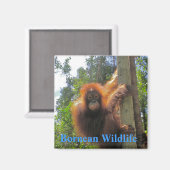 Aimant La faune de Bornéo (Recto/Verso)