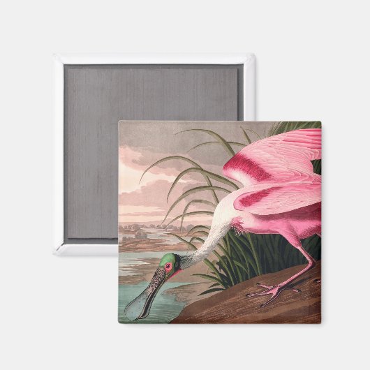 Aimant La faune des oiseaux d'Audubon de Spoonbill Roseat (Recto/Verso)