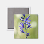 Aimant La fleur d'un lis camas dans le comté de Valley, (Recto/Verso)