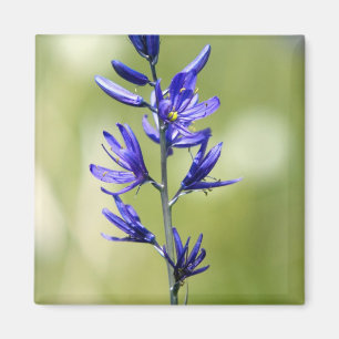 Aimant La fleur d'un lis camas dans le comté de Valley,