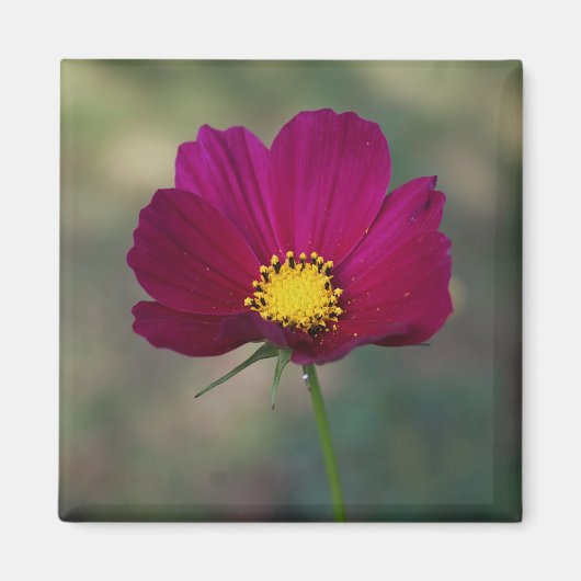 Aimant La fleur parfaite de la soeur (Devant)
