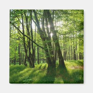Aimant La forêt au printemps