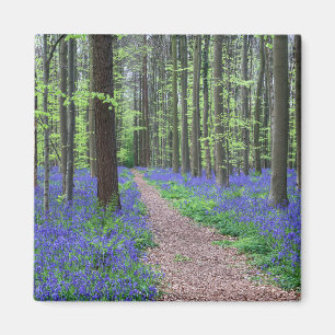 Aimant La forêt de Halle   Halle, Belgique