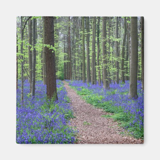 Aimant La forêt de Halle | Halle, Belgique (Devant)