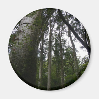 Aimant La forêt de Kauri