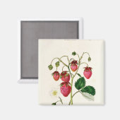 Aimant La fraise des Roseberry, gravée par Watte (Recto/Verso)