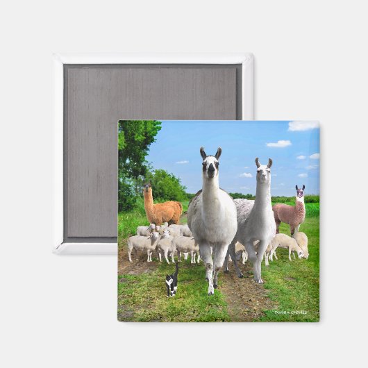 Aimant "La Garde Llamas" (Recto/Verso)