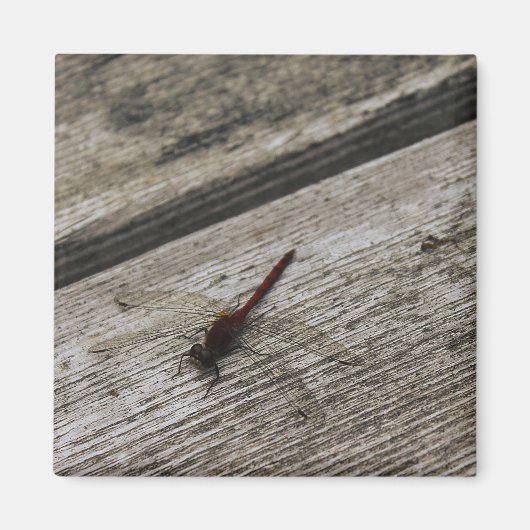 Aimant La libellule rouge (Devant)