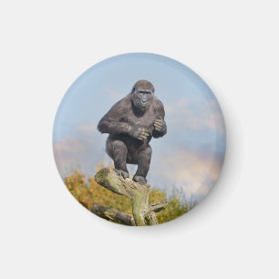 Aimant La loi sur l'équilibre des arbres de Gorilla