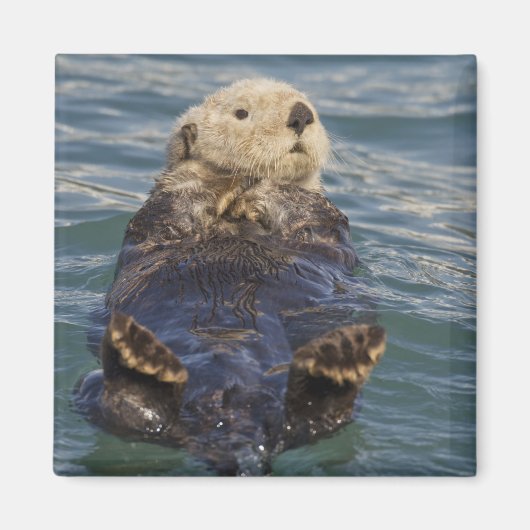 Aimant La loutre de mer joue sur les icebergs à Surprise  (Devant)