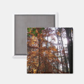 Aimant La lumière du soleil dans l'arbre d'automne de la  (Recto/Verso)