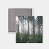 Aimant La lumière du soleil traverse une forêt agitée (Recto/Verso)