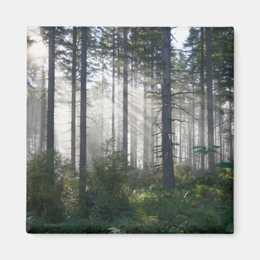 Aimant La lumière du soleil traverse une forêt agitée (Devant)