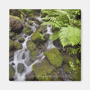 Aimant La mousse a couvert des roches d'eau et de