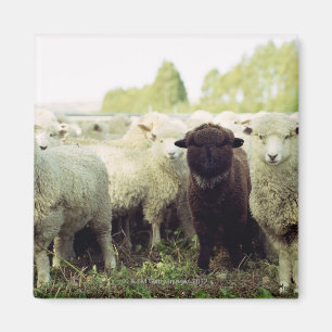 Aimant La Nouvelle Zélande