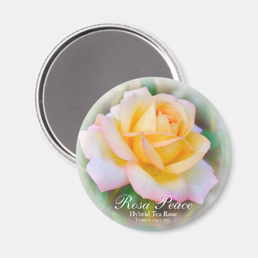 Aimant La paix de Rosa (Recto/Verso)