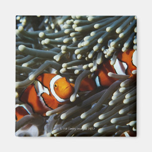 Aimant La Papouasie-Nouvelle-Guinée, deux anemonefish