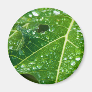 Aimant La pluie tombe sur la feuille de Papaya vert tropi