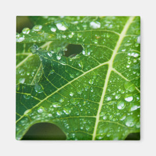Aimant La pluie tombe sur la feuille de Papaya vert tropi