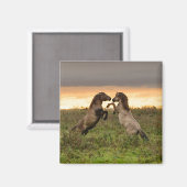 Aimant La promotion de l'aimant des chevaux sauvages (Recto/Verso)