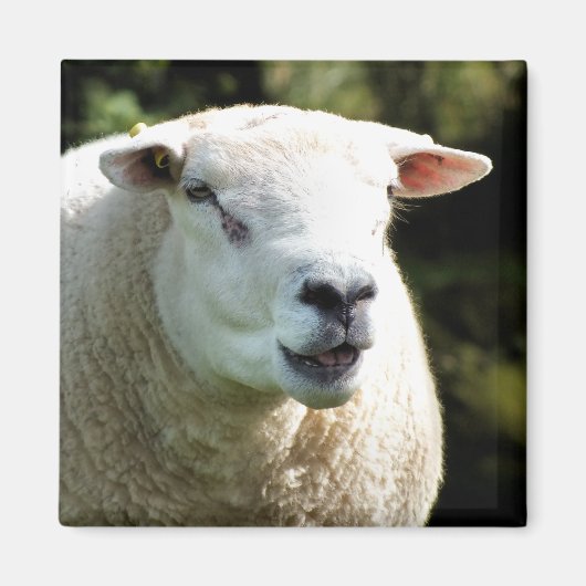 AIMANT LA RAM (Devant)