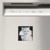 AIMANT LA REINE DES CHATS BLANCS (In Situ (Lave-vaisselle))