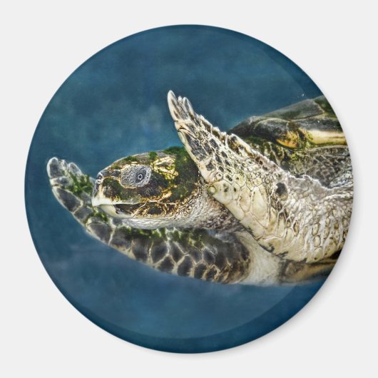 Aimant La tortue de mer surprise (Devant)