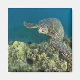Aimant La tortue verte, (Chelonia mydas), est la 2