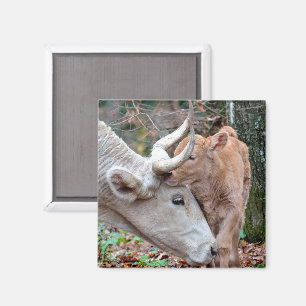 Aimant La vache de Maremmana qui se bat le veau