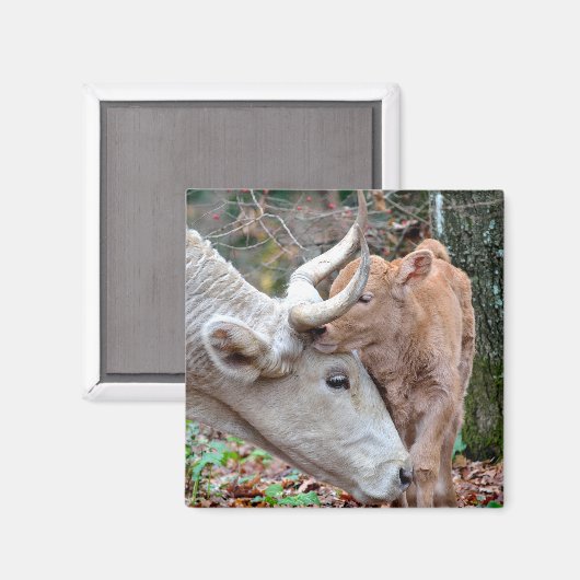 Aimant La vache de Maremmana qui se bat le veau (Recto/Verso)