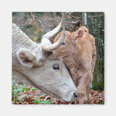 Aimant La vache de Maremmana qui se bat le veau (Devant)