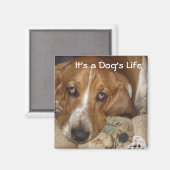 Aimant La vie du chien (Recto/Verso)