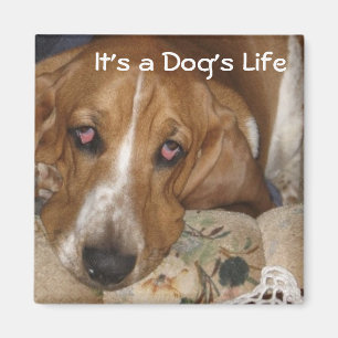 Aimant La vie du chien