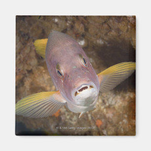 Aimant La vie sous-marine ; POISSONS : Fermez-vous vers