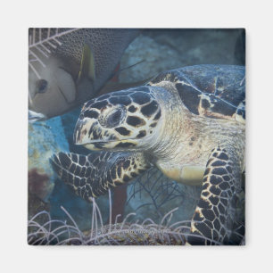 Aimant La vie sous-marine : Une tortue de mer de
