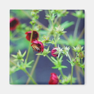 Aimant L'abeille à la fleur rouge