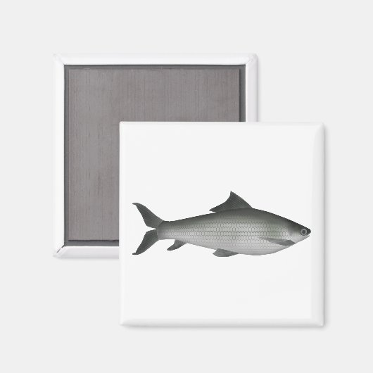 Aimant Labeo commun (Recto/Verso)