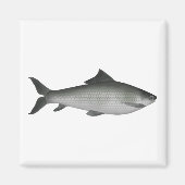 Aimant Labeo commun (Devant)