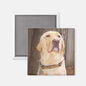 Aimant Laboratoire jaune (Recto/Verso)