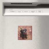 Aimant Laboratoire noir vieux de 29 semaines (In Situ (Lave-vaisselle))