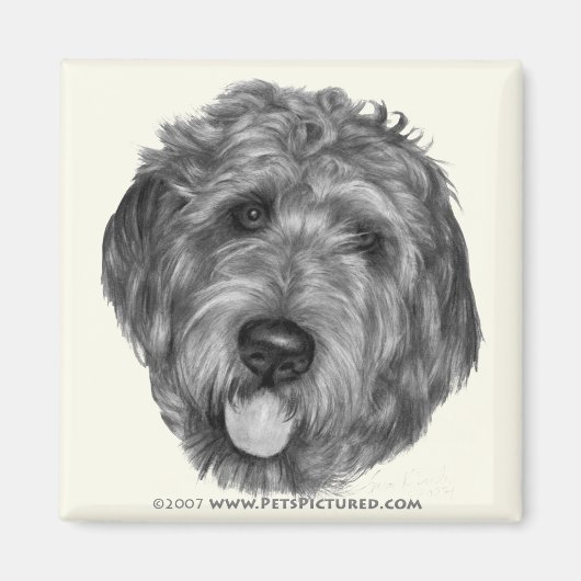 Aimant Labradoodle (Devant)