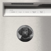 Aimant Labradoodle en B&W Badge (In Situ (Lave-vaisselle))