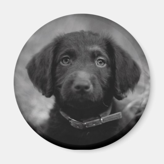 Aimant Labradoodle en B&W Badge (Devant)