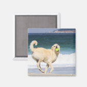 Aimant Labradoodle - Joyeuse journée sur la plage (Recto/Verso)