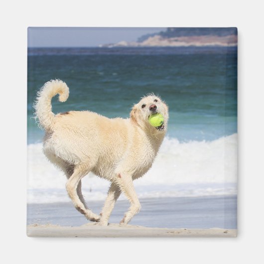 Aimant Labradoodle - Joyeuse journée sur la plage (Devant)