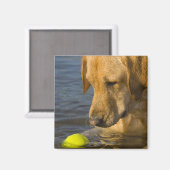 Aimant Labrador jaune avec une balle de tennis dans l'eau (Recto/Verso)