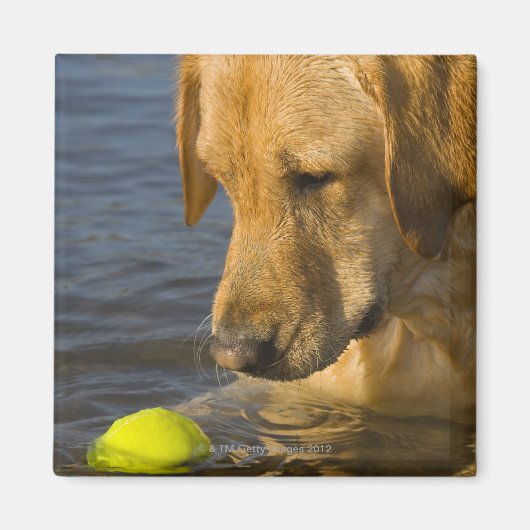 Aimant Labrador jaune avec une balle de tennis dans l'eau (Devant)