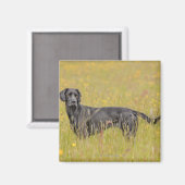 Aimant Labrador noir 16 mois 2 (Recto/Verso)